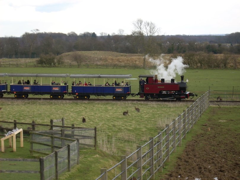 Superior on an afternoon Train - Whipsnade Zoo Railway